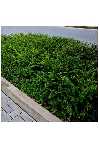 Жимолость Elegant саджанець